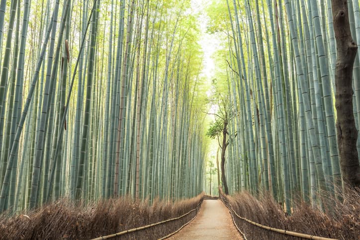 bamboo forest