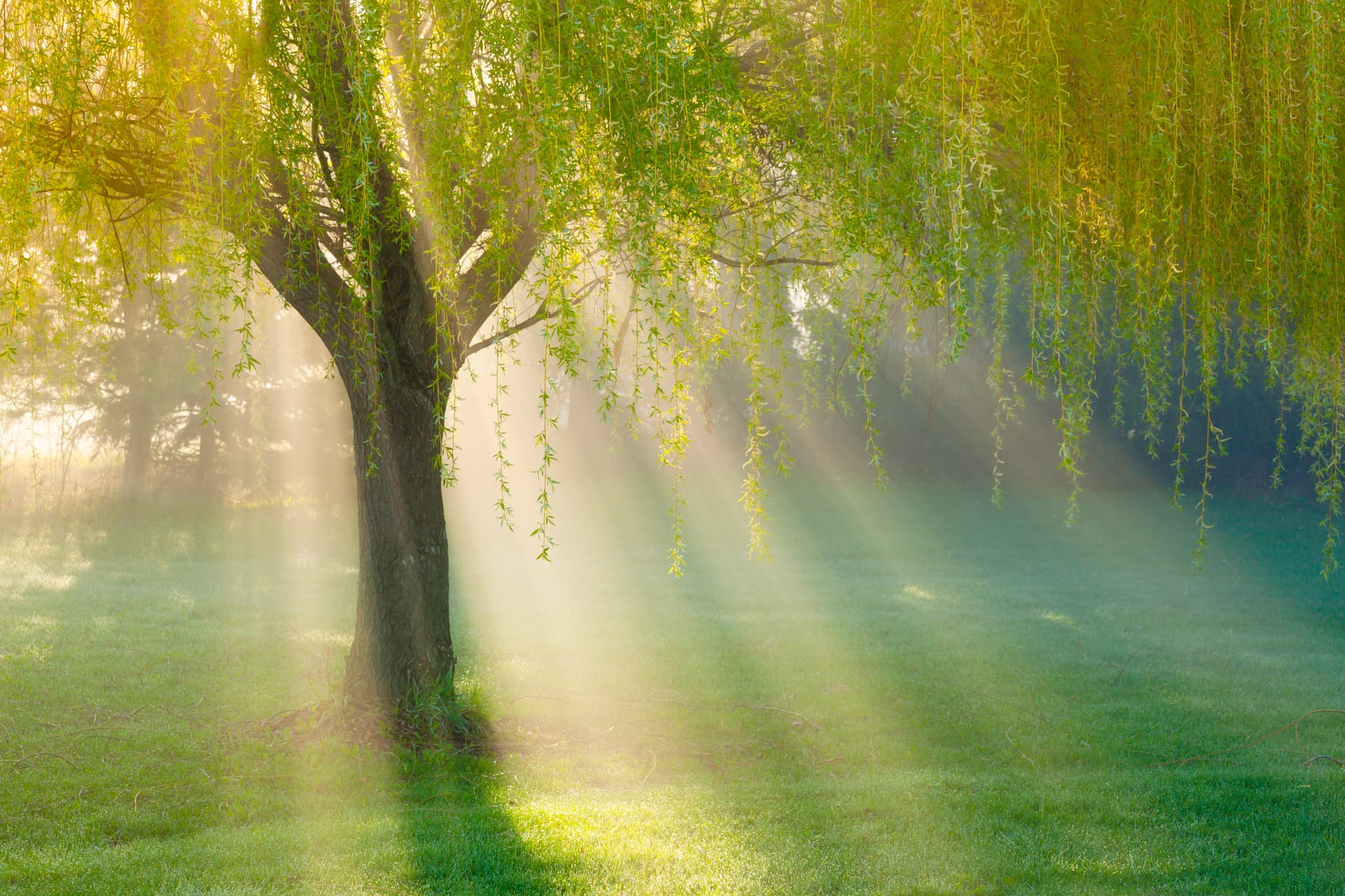 willow tree
