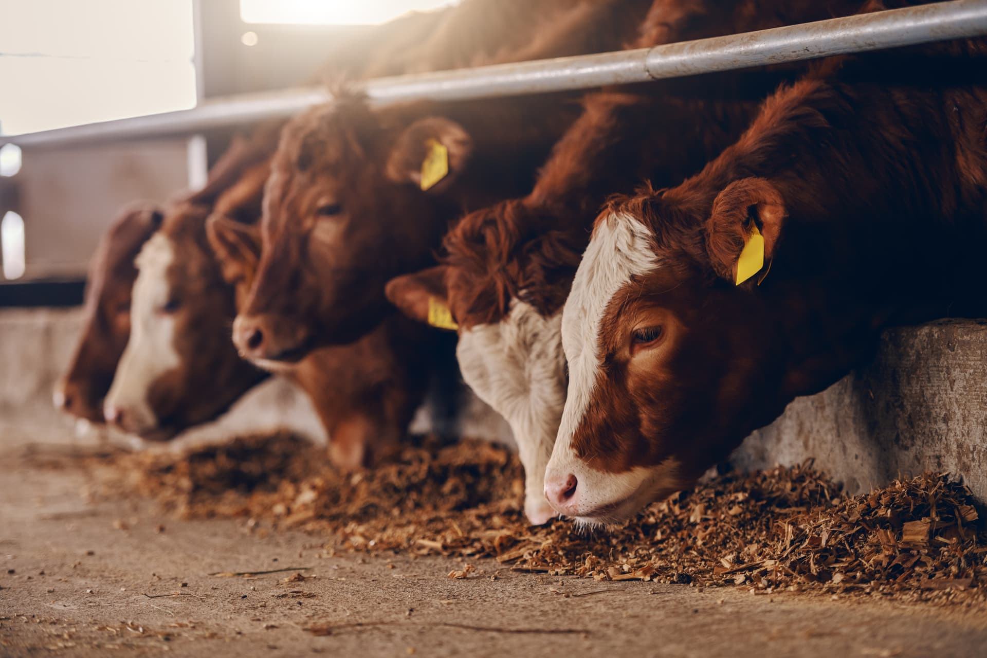 Close up image of calves on animal farm eating food. Meat industry concept.