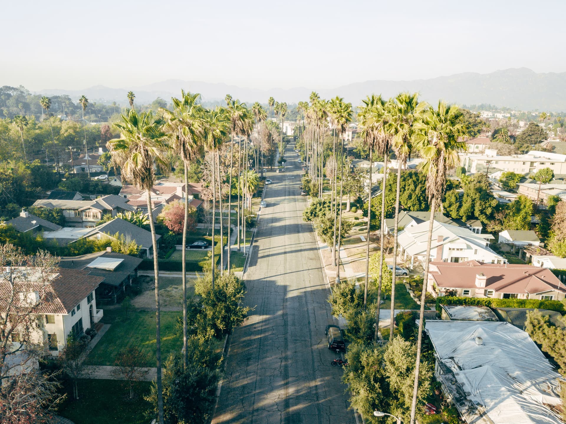 Palm Tree street