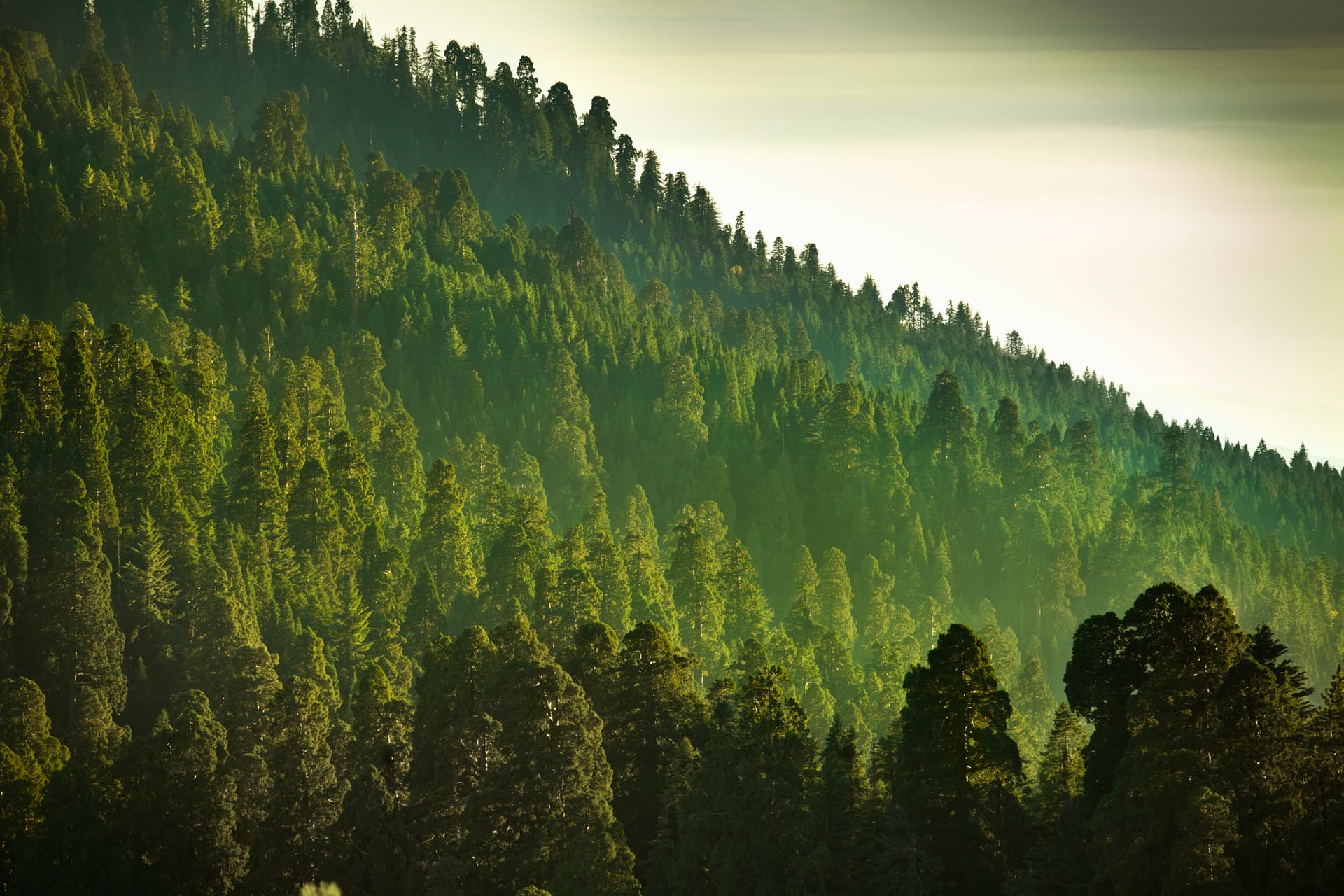 ridge