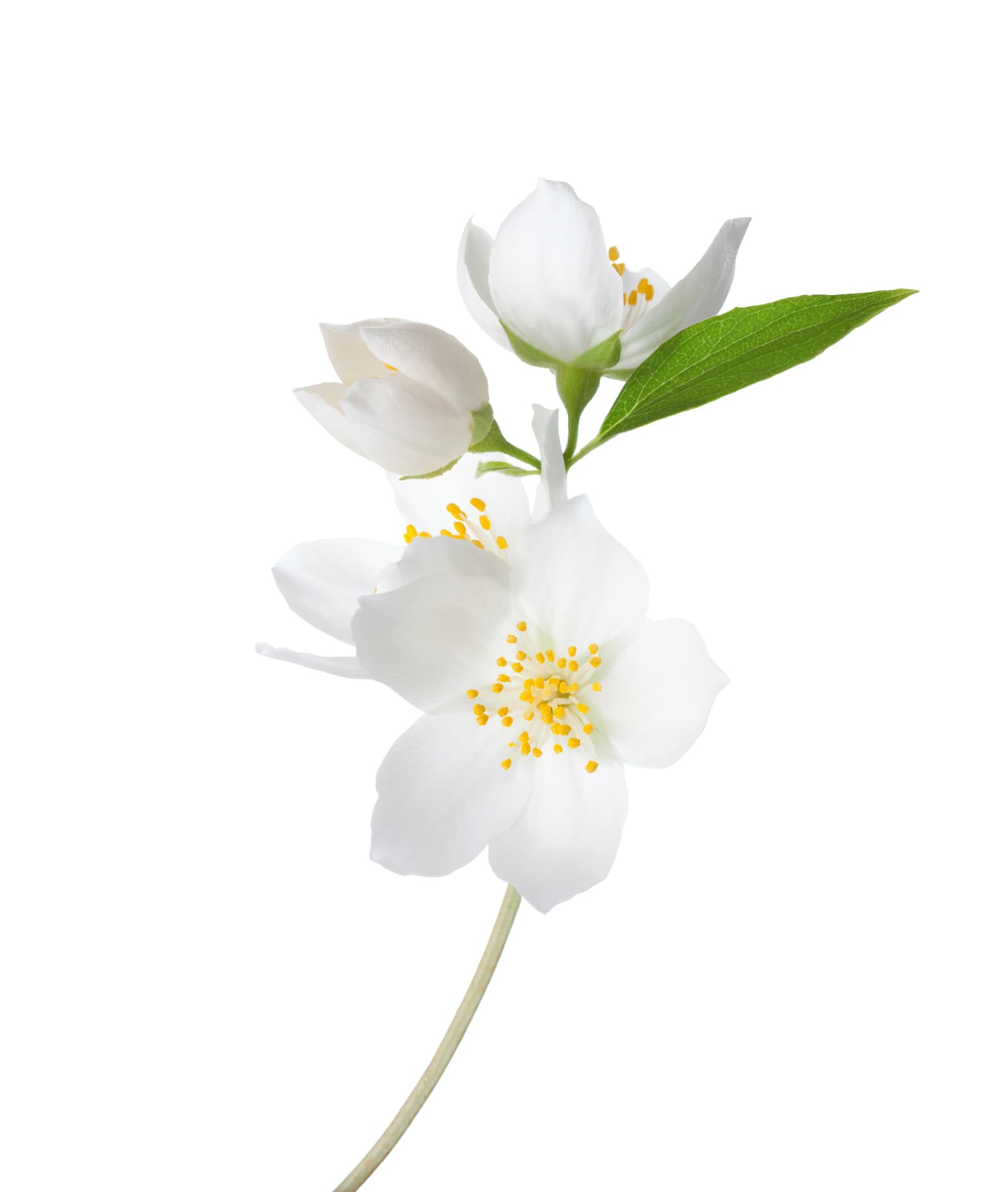 Jasmine