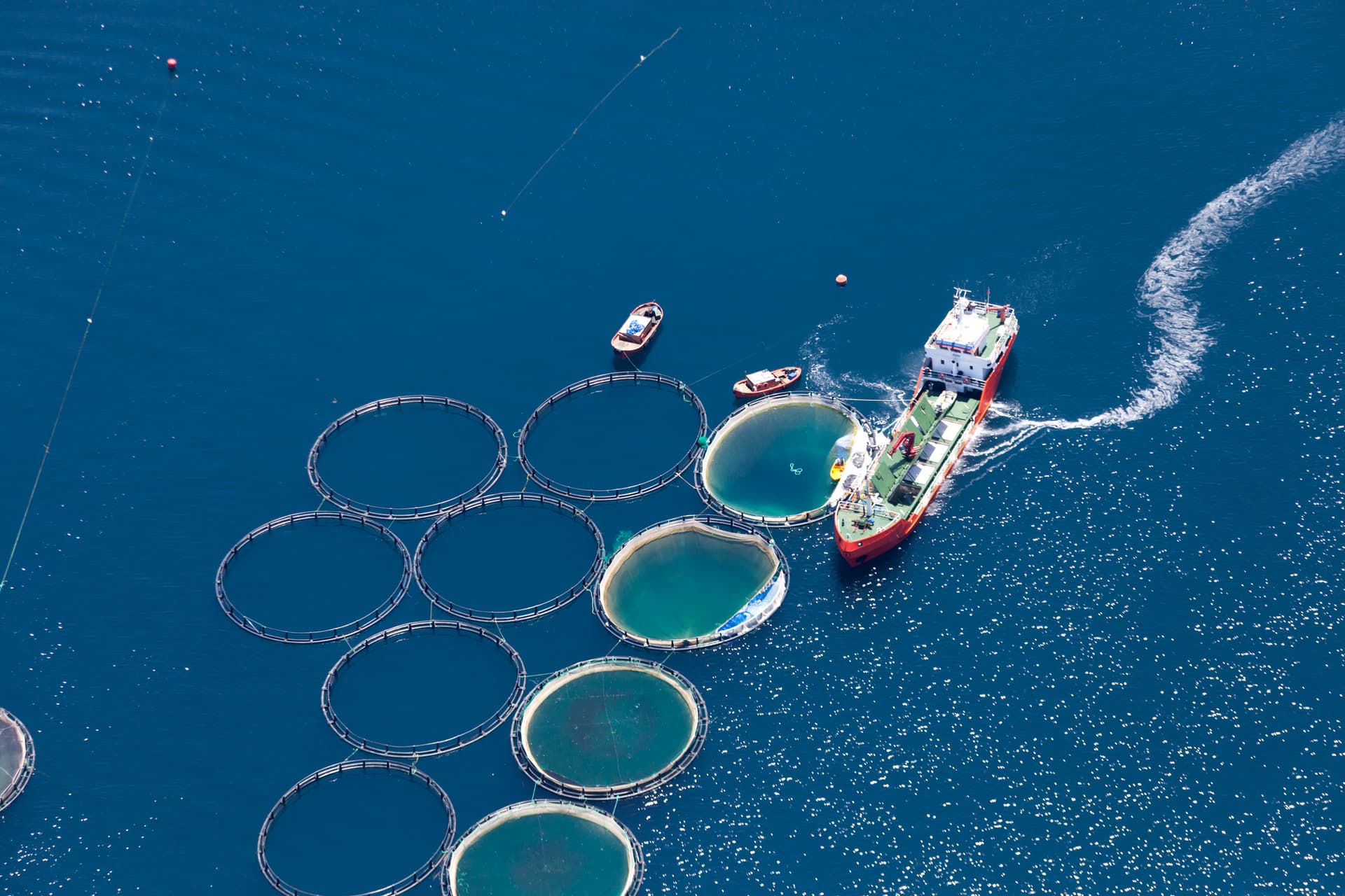 Seafood