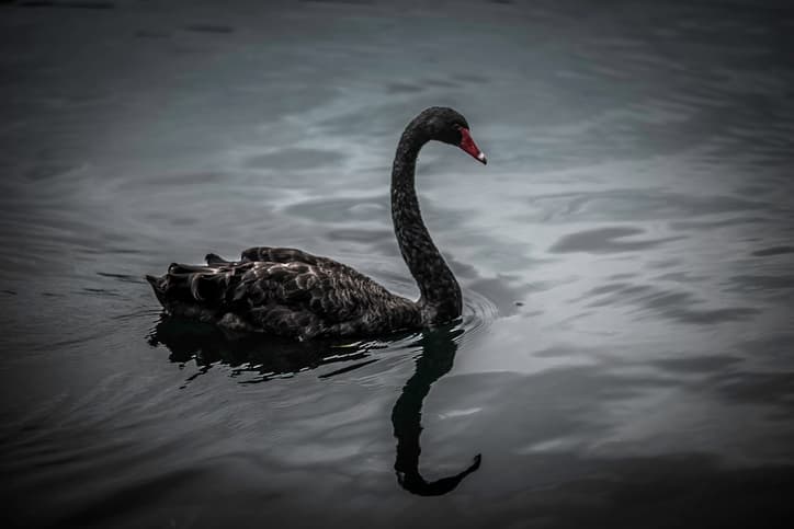 black swan