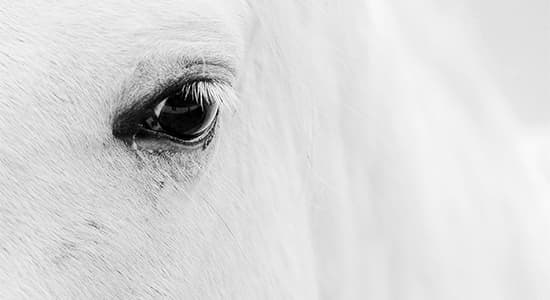 Whitehorse Liquidity Partners preferred equity