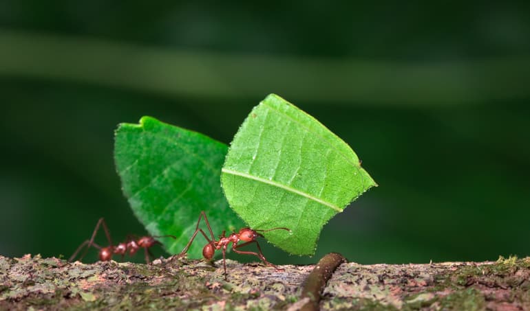 ant, leaf, small, tiny