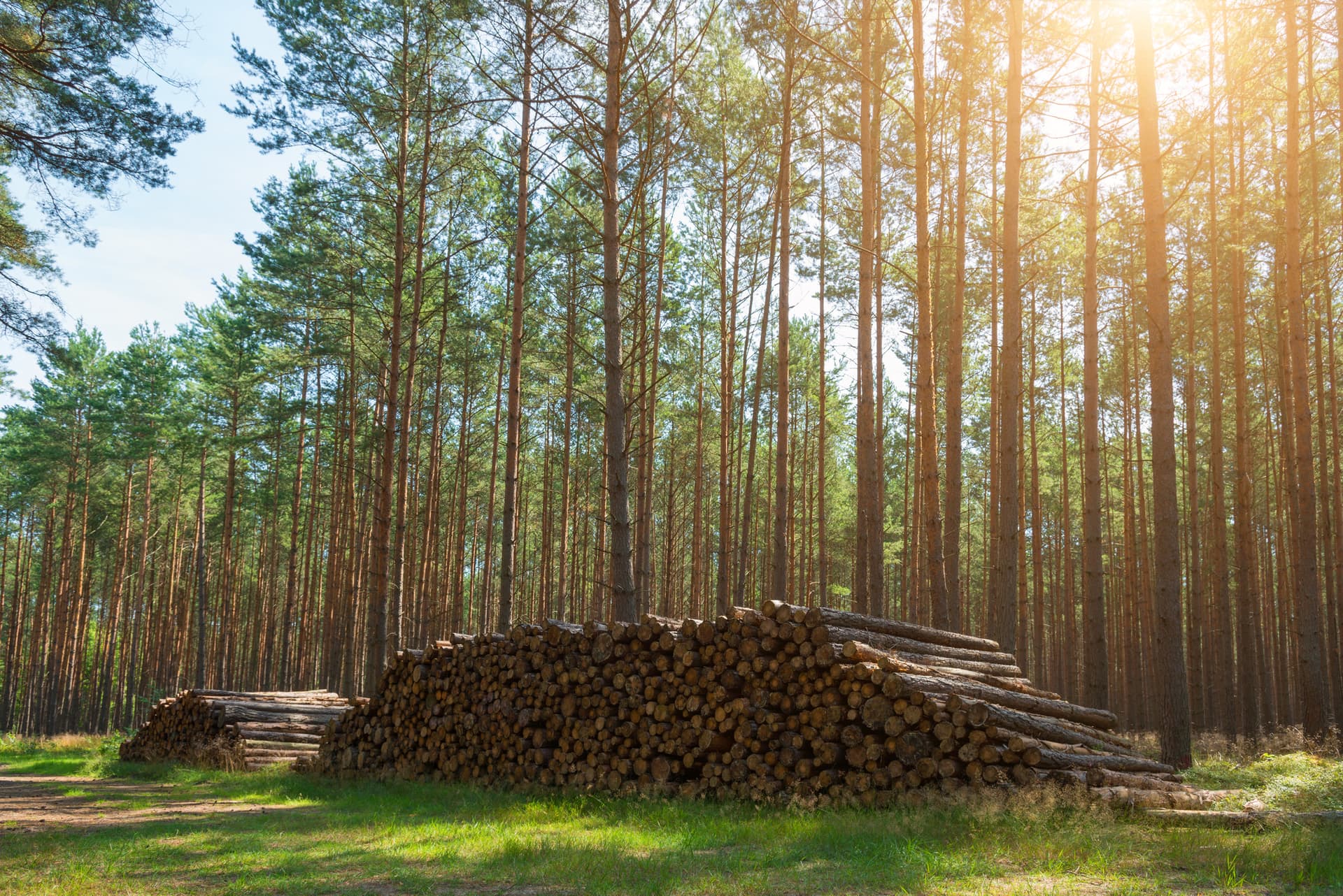 pine
