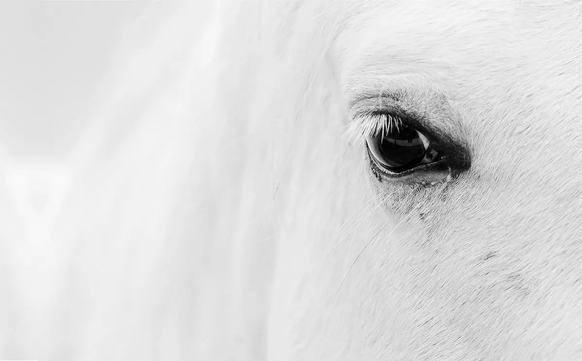 horse