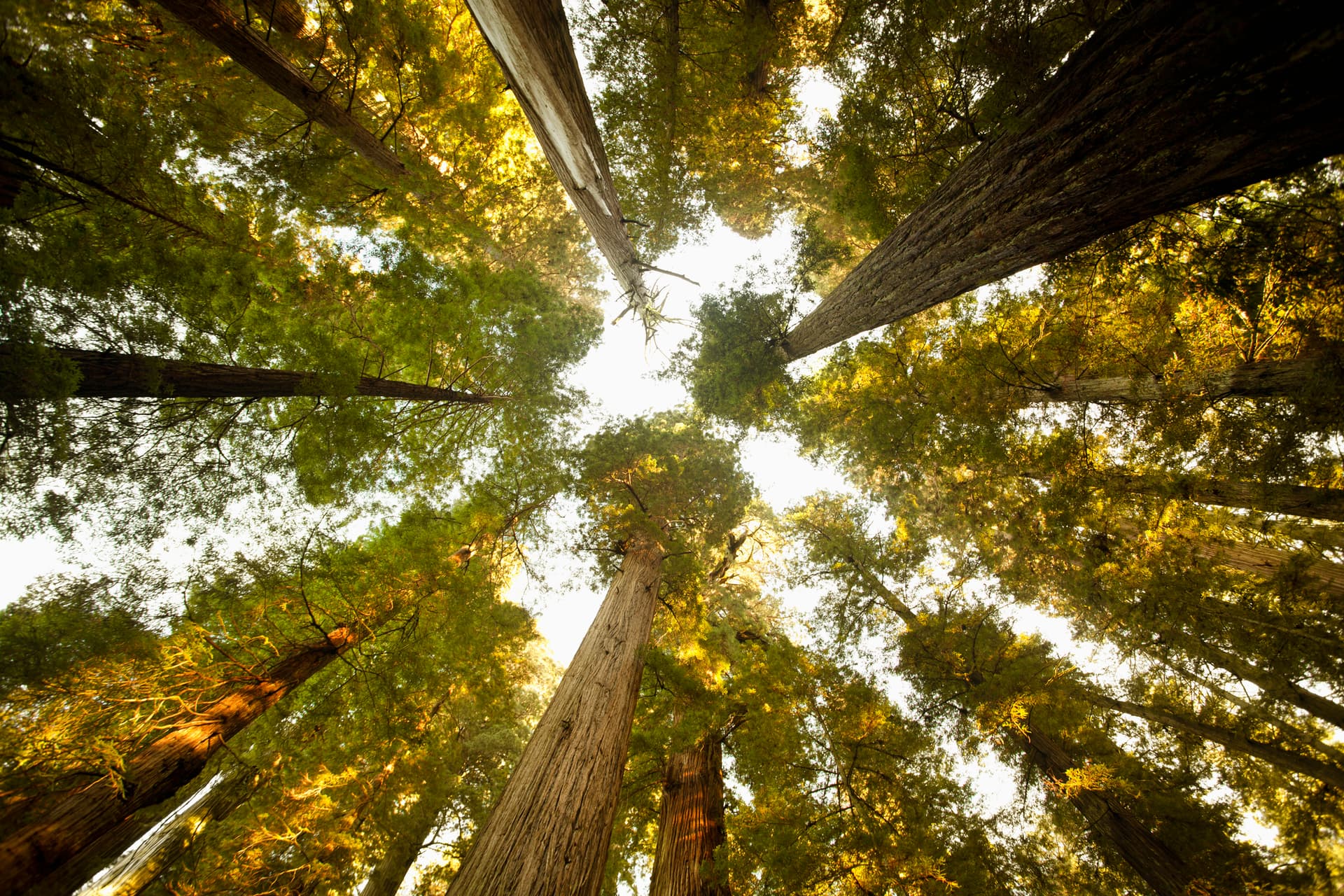 photo looking up at sequoia trees
