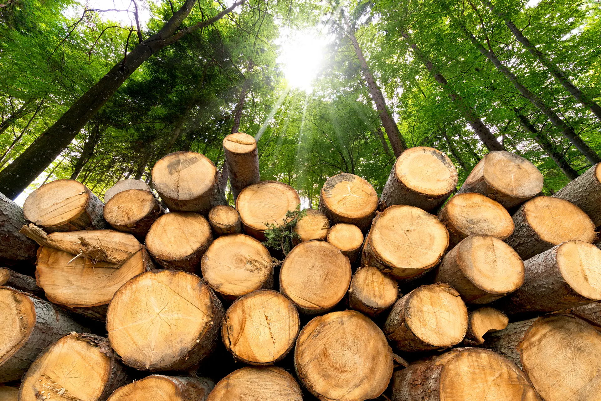 timber
