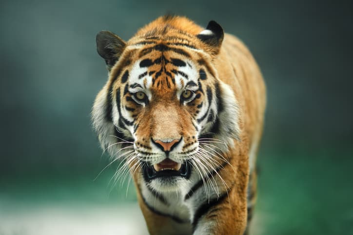 tiger