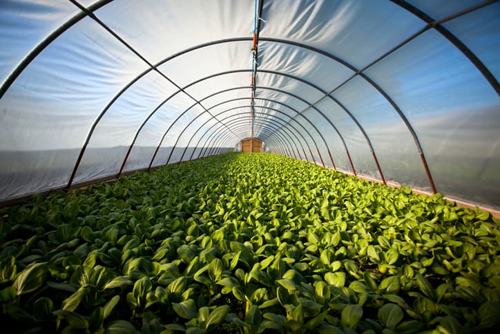 greenhouse