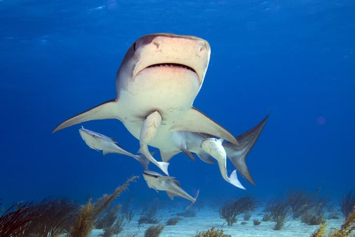 Tiger Shark and Remora Fish