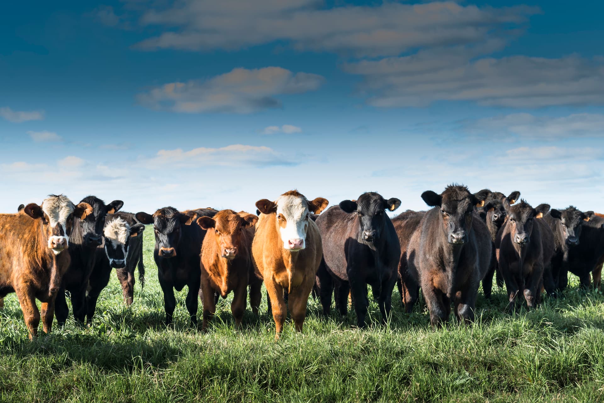 Cattle farm - Uruguay