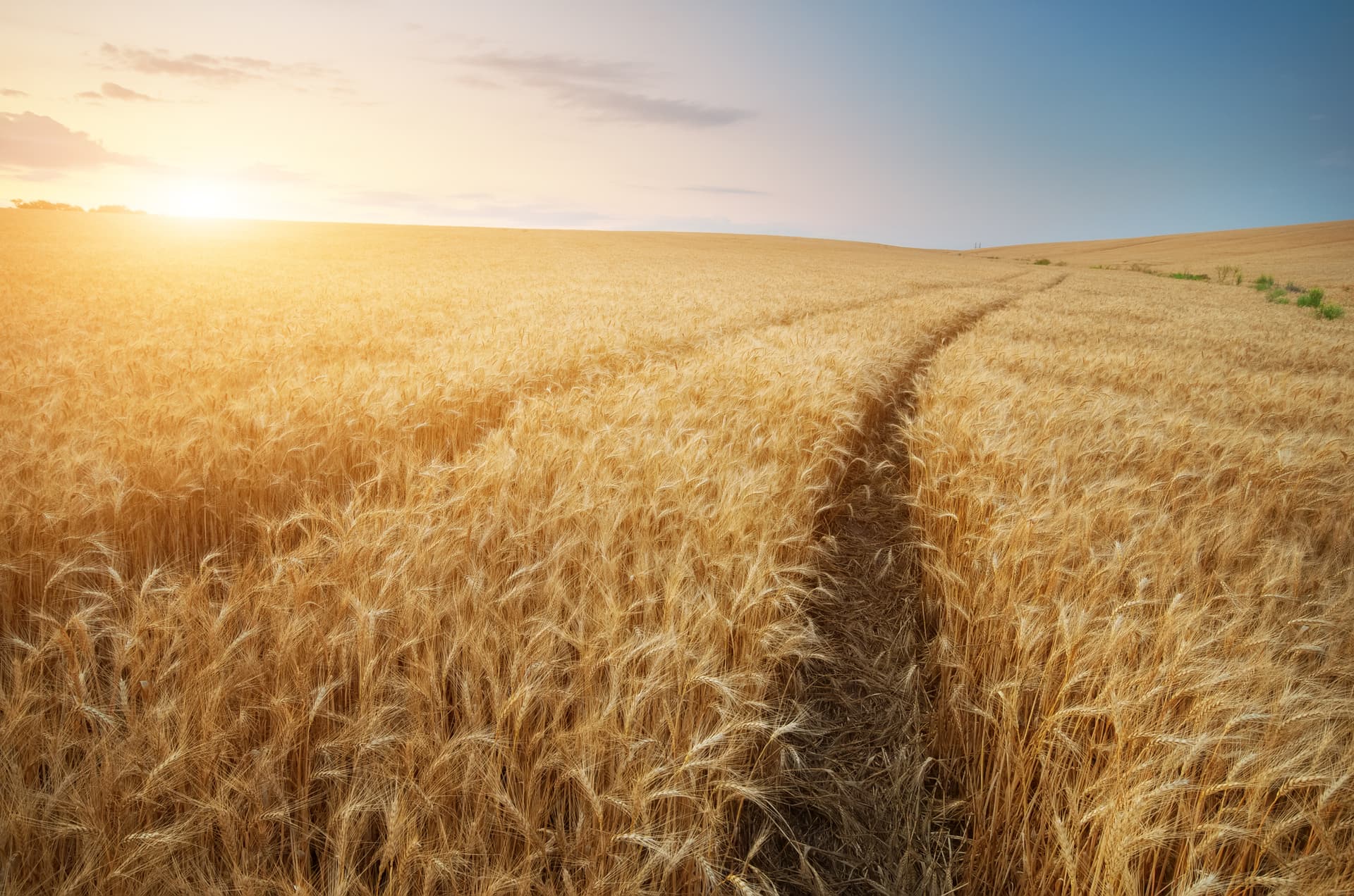Wheat field, Ukraine