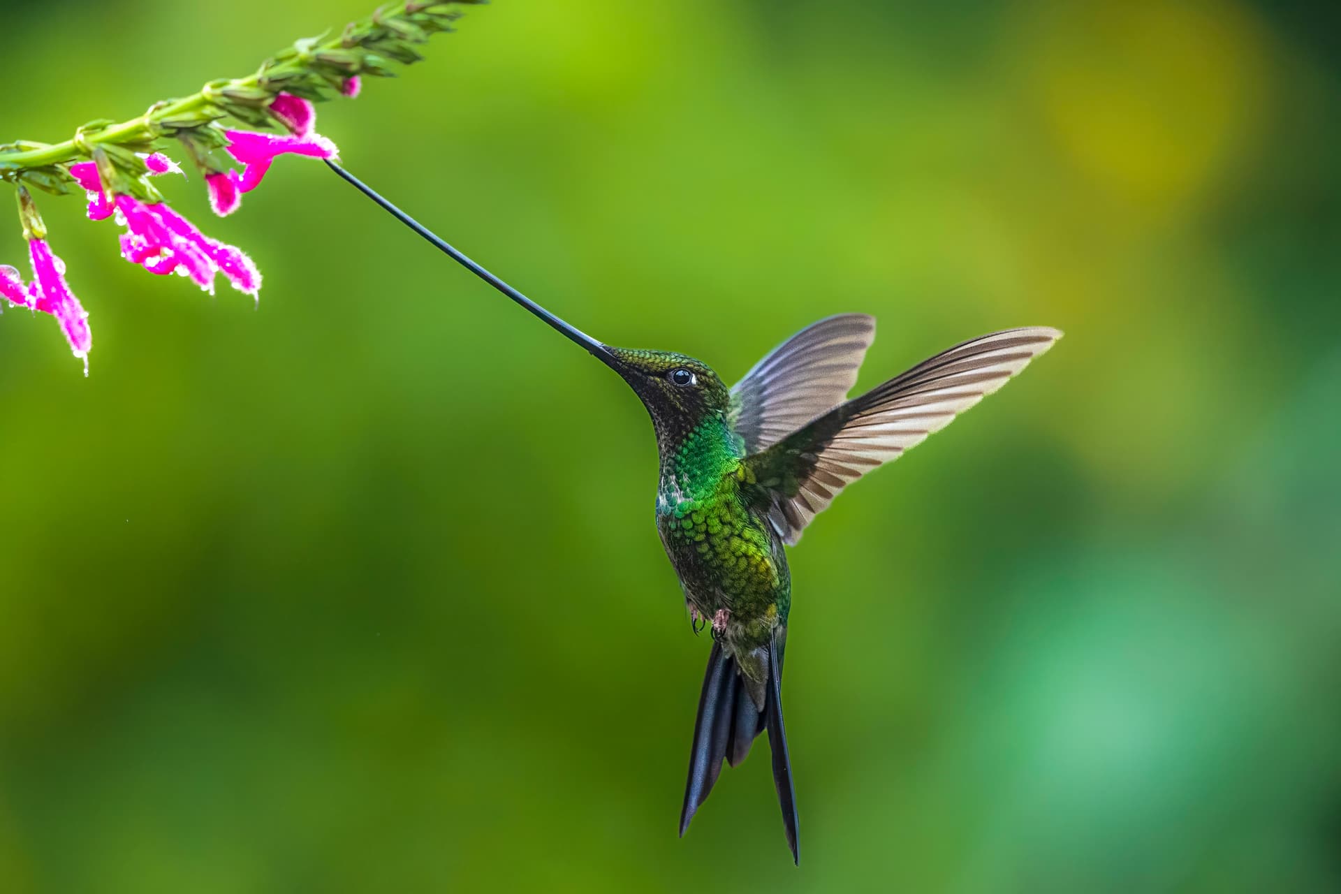 Sword-billed hummingbird uses its long beak to find food in flowers
