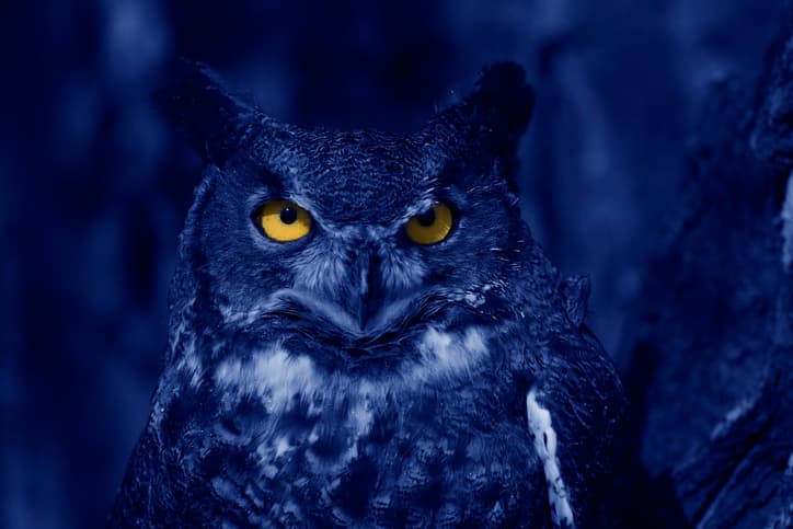 Watchful Blue Owl at night.