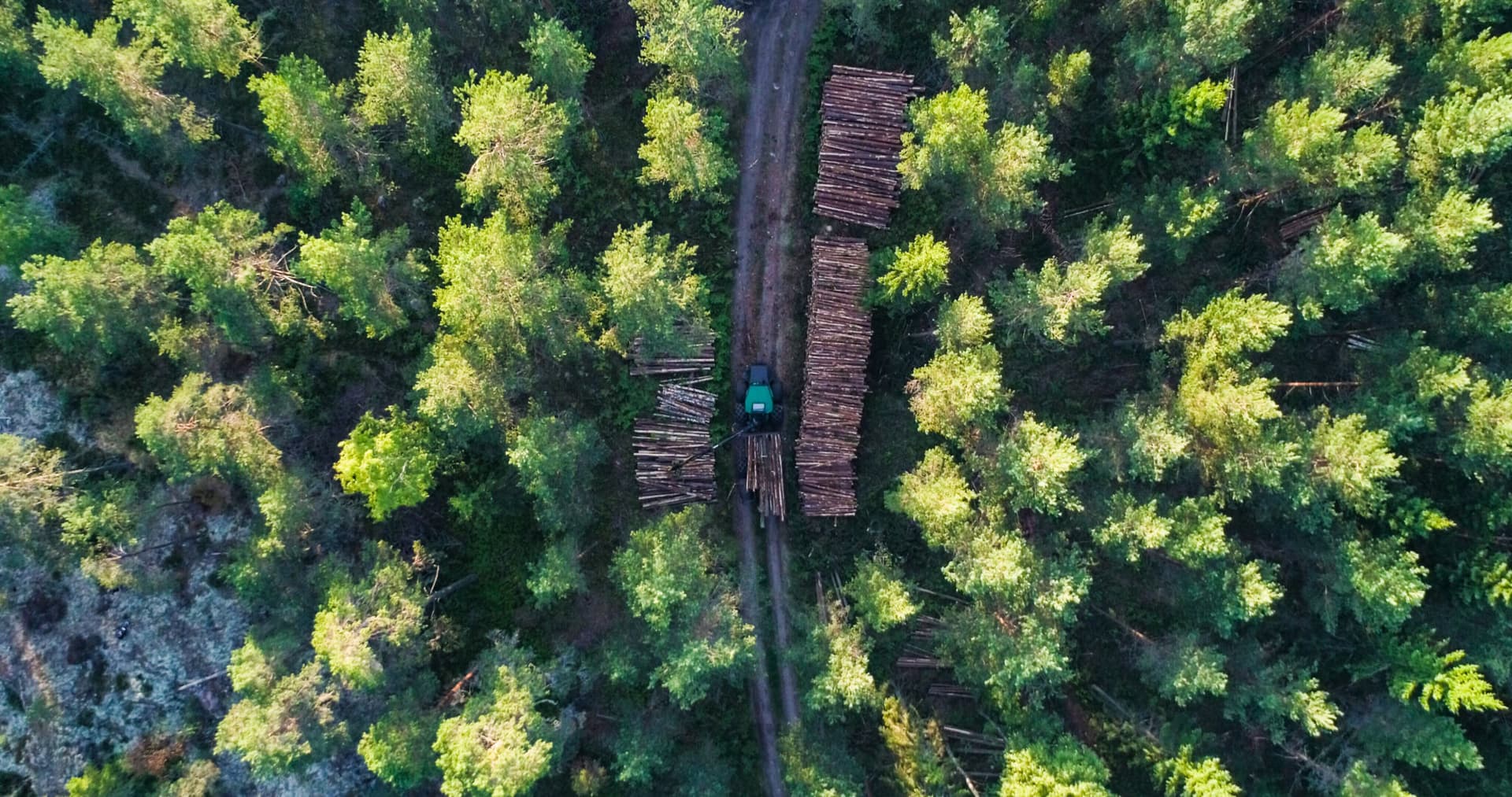 Forestry
