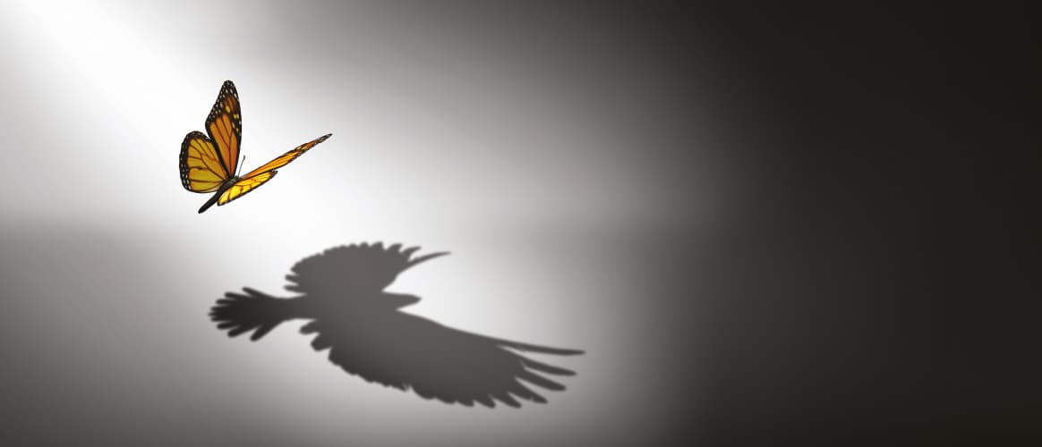 Butterfly/eagle image
