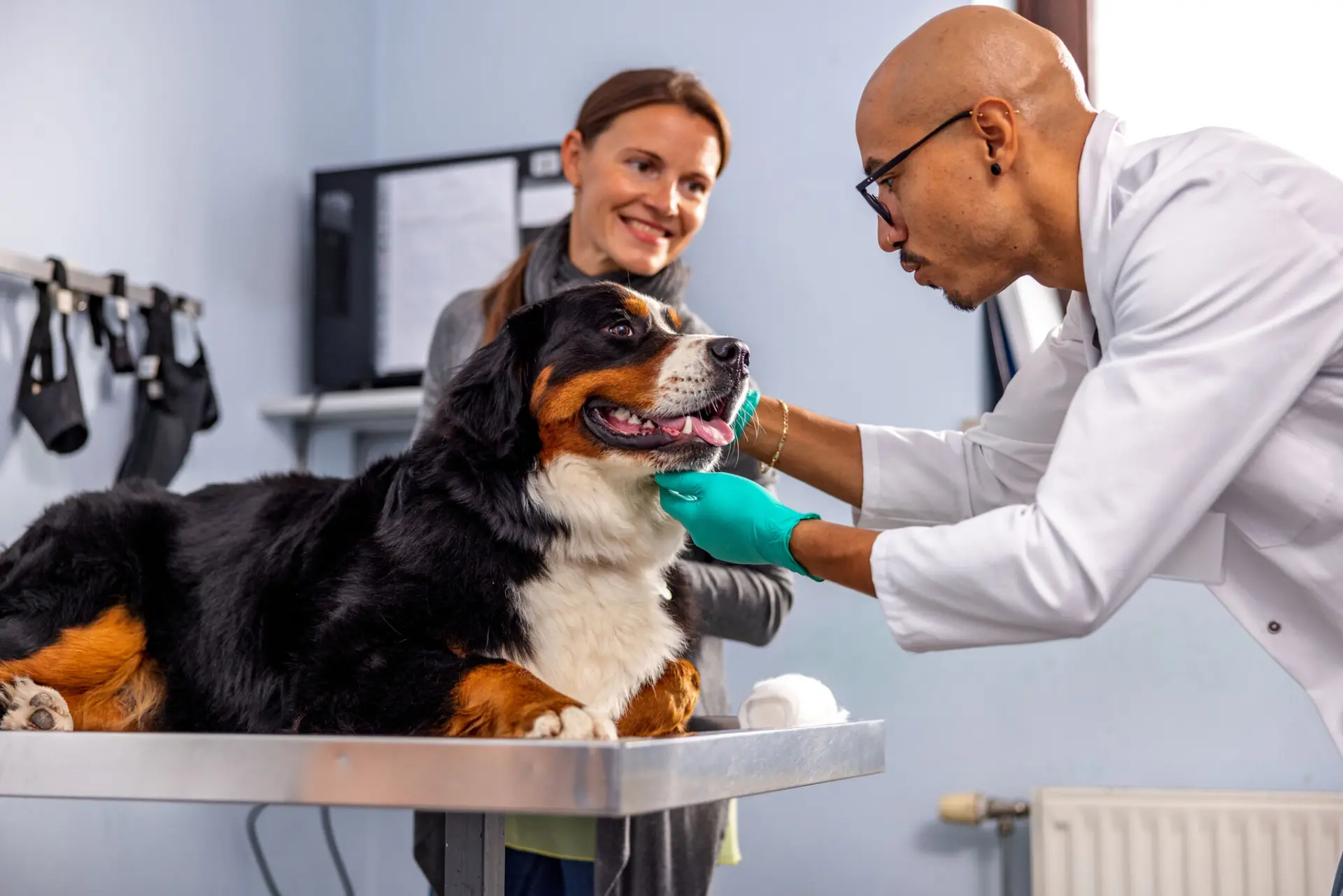 vet care, pet care, veterinarian, dog, bernese mountain dog