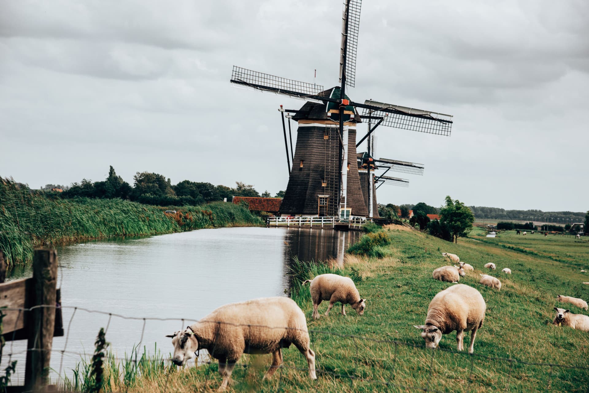 Dutch farmland