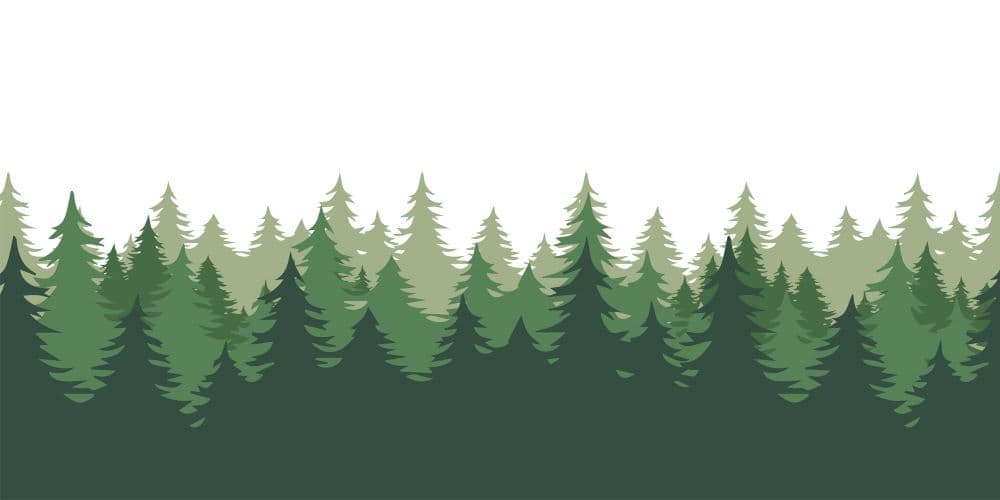 Photo illustration of forest of evergreen trees.