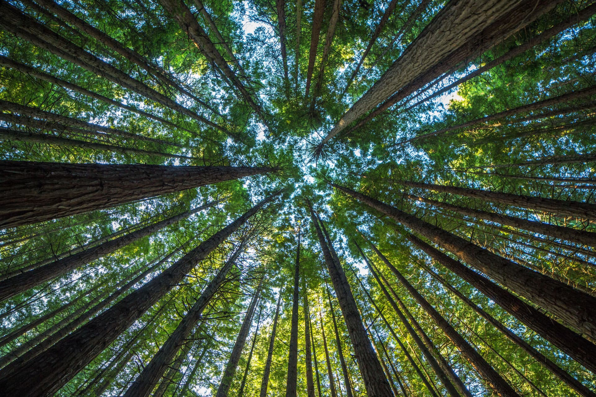 Photo of a tree canopy.
