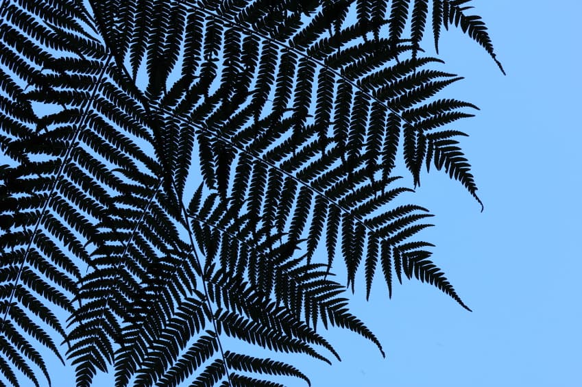 Feature image