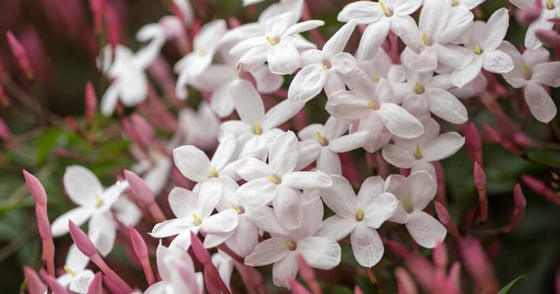 Jasmin