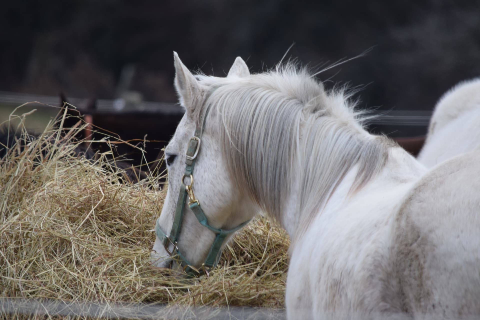 whitehorse