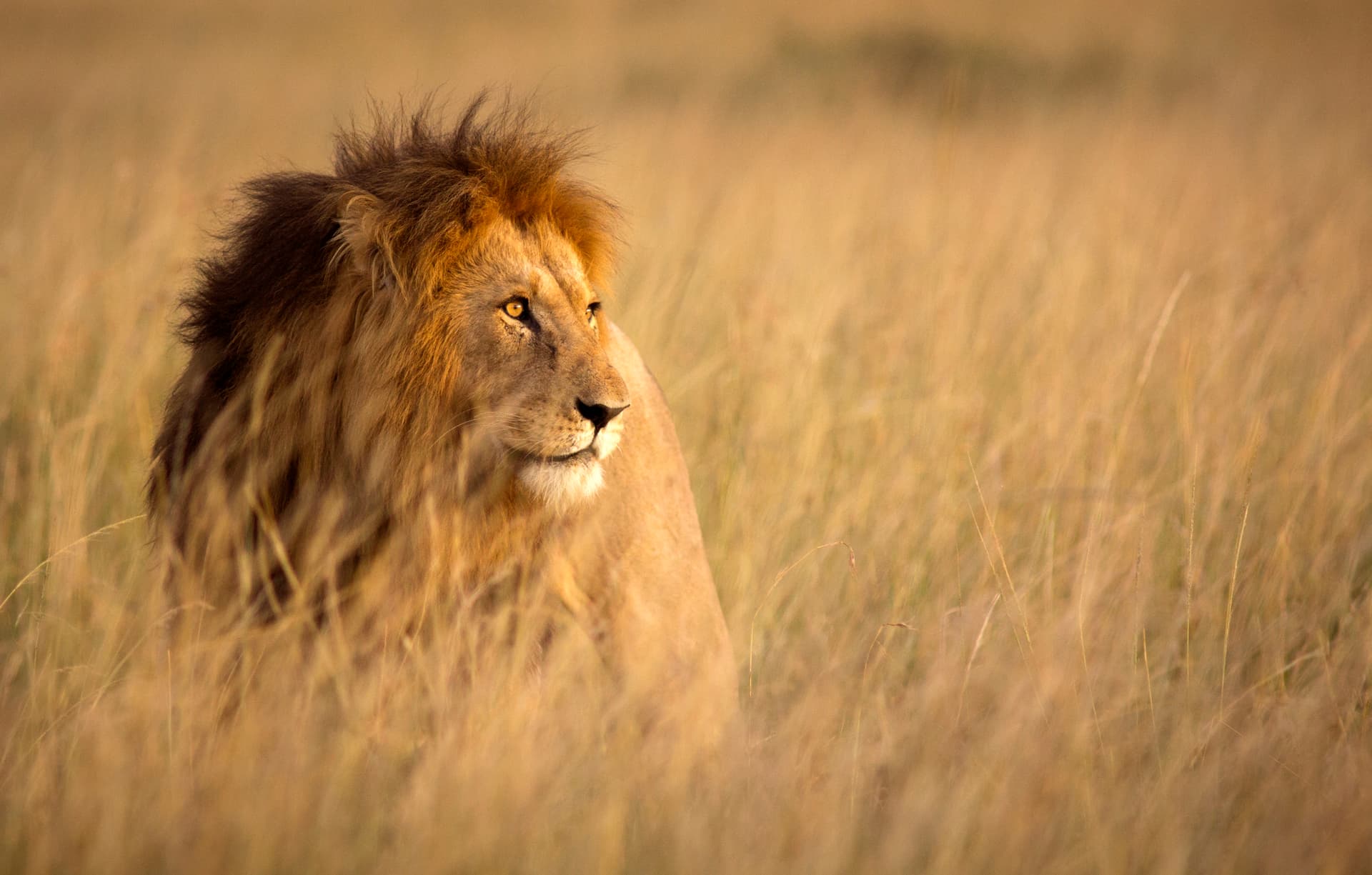 lion