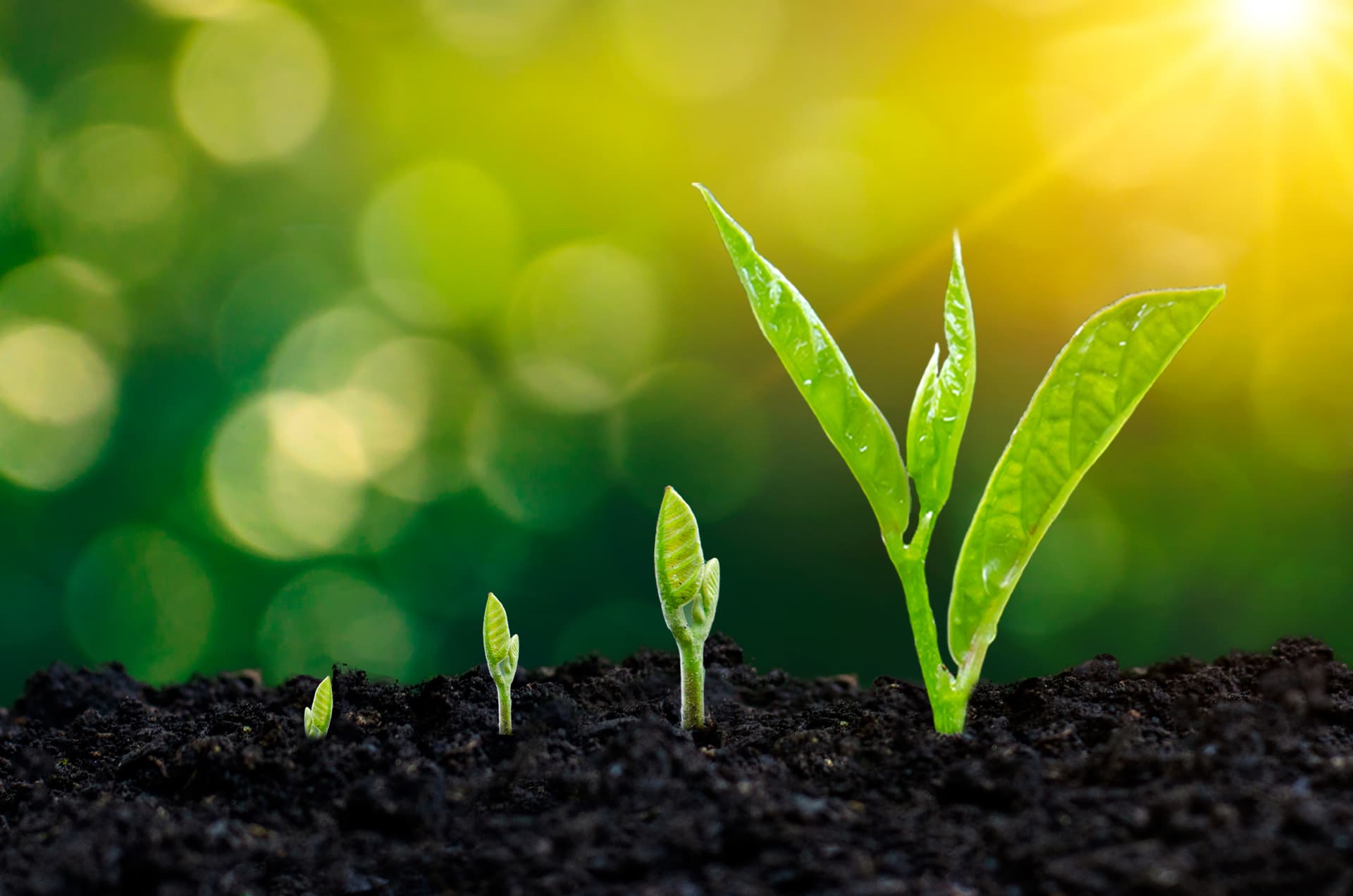 Growth investing
