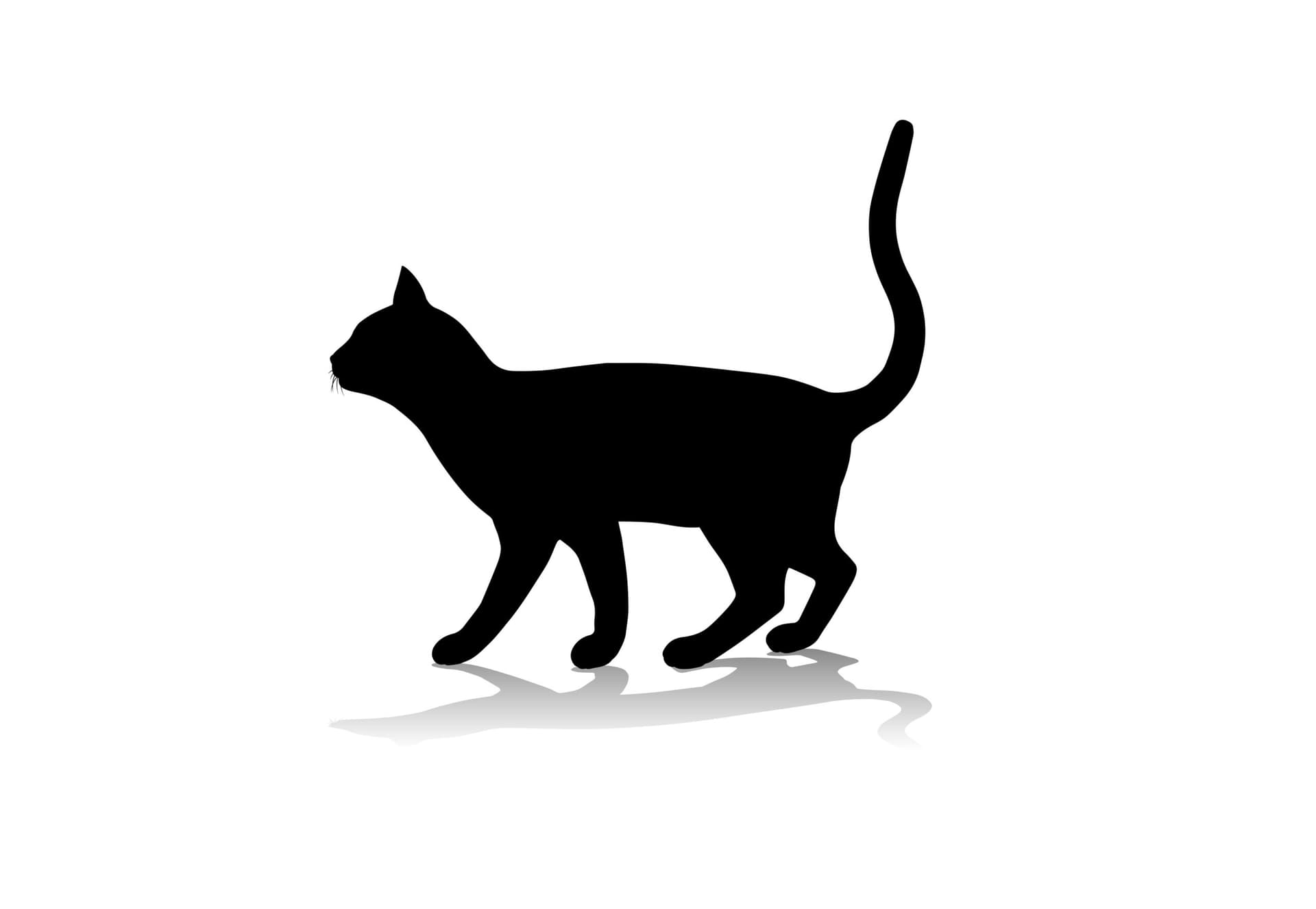 black cat